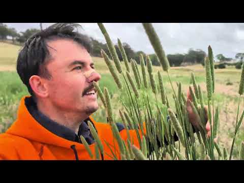 Видео: Контролируемый выпас скота на прибрежных территориях