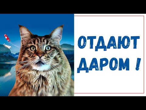 Видео: Дармовая недвижимость. Из жизни Хитрожо..
