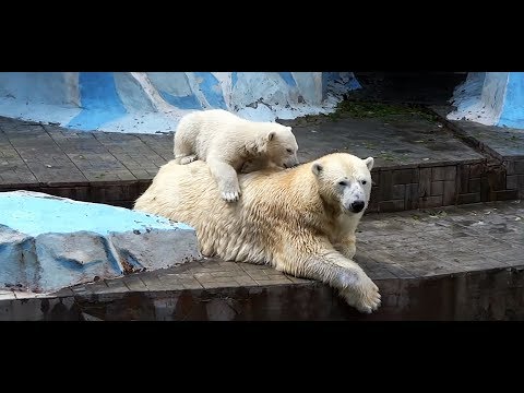 Видео: По следам белого медвежонка (2)