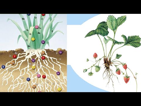 Видео: Минеральное питание по клубнике.