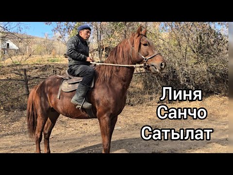 Видео: Линя санчо 11 ноября 2025 бугун Тектуу санчо уруктан сатуга чыкты #horse #атбазар #продажалошадей 