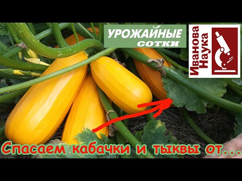 Видео: Сделайте ЭТО, а иначе кабачки погибнут раньше времени, а тыква не будет  сладкой!