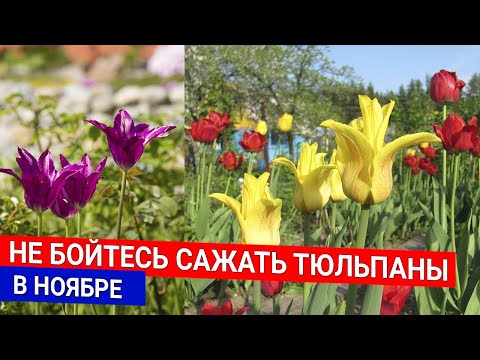 Видео: Не бойтесь сажать тюльпаны в ноябре