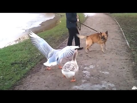 Видео: Гусь в деле... Гусь против Собаки, Быка, Лисы, Лошади и Людей!
