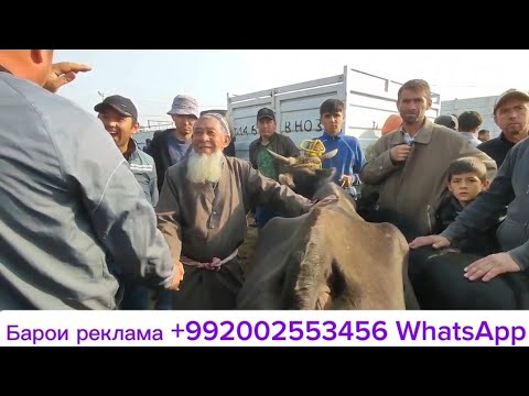 Видео: Молбозори Дангара 19.10.25.