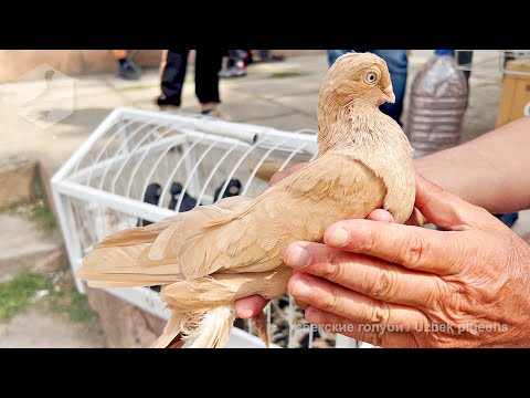 Видео: Птичий рынок г. Ташкент - ГОЛУБИ (16.09.2023) / Uzbek Pigeons / Usbekische tauben