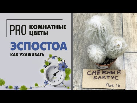 Видео: Кактус с прической одуванчика - встречайте красавчик Эспостоа. Волосатый суккулент.