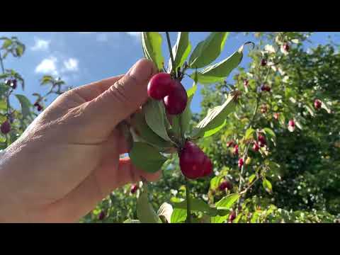 Видео: КИЗИЛ  ПОЛЕЗНЫЙ!!