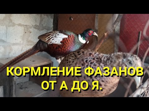 Видео: Кормление фазанов от А до Я.