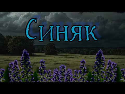 Видео: Синяк обыкновенный. Миграция, названия и применение.