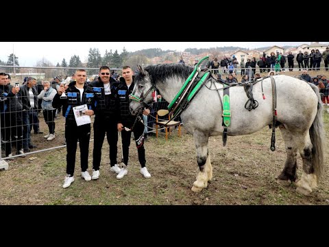 Видео: Турнир по надтегляне с коне от тежковозни породи, проведен в Стрелча 08.04.2023 – IV категория