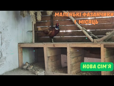 Видео: Мисливські фазанчики, нова сім'я, 1 місяць.