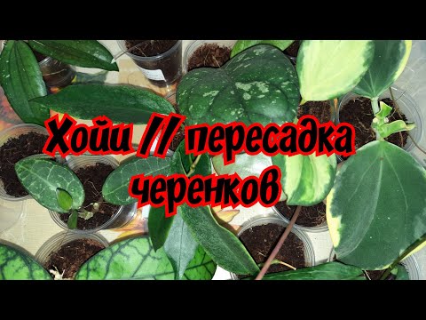 Видео: Хойи // пересадка черенков // из кокоса в грунт