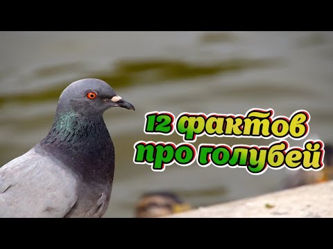 Видео: 12  фактов про голубей