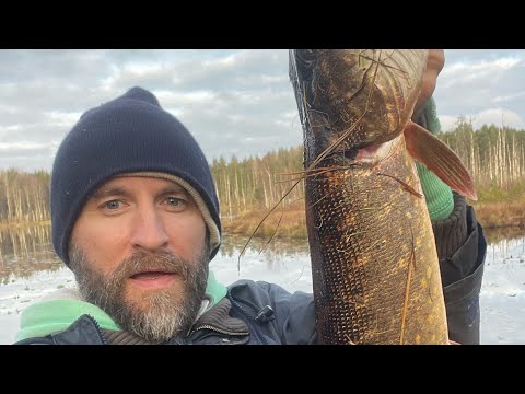 Видео: Осенняя рыбалка, щука на колебалки,ловля щуки на спиннинг#рыбалканаозере #рыбалка #рыбак #спиннинг 