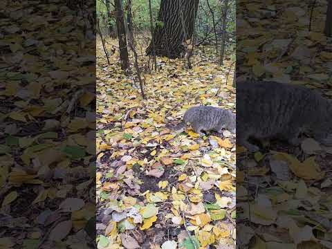 Видео: Котик -- Дымок сладкий пирожок... 