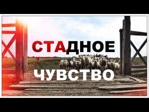Видео: Галилео. Стадное чувство