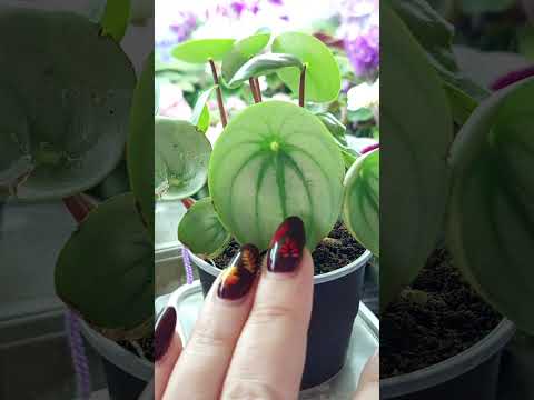 Видео: Обзорчик и продажа