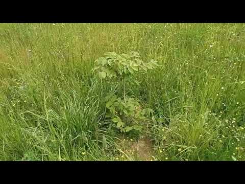 Видео: Сердцевидный орех (HeartNut) в Тверской области (2022г)