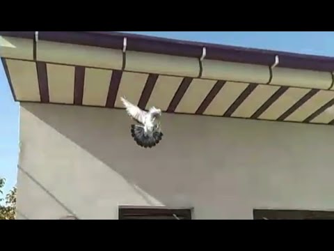 Видео: САМАРКАНДСКИЕ БОЙНЫЕ ГОЛУБИ ЧАСТЬ 2