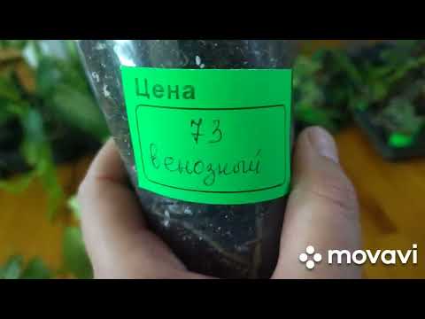 Видео: Излишки комнатных растений. 3 июля 2024 . Цветы почтой.