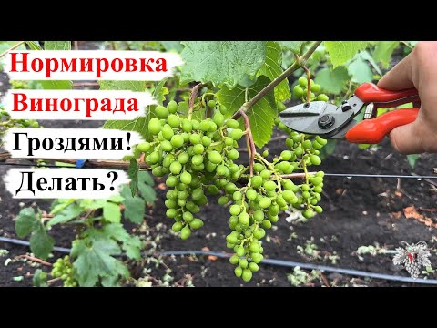 Видео: НОРМИРОВКА Винограда ГРОЗДЯМИ! Делать или Нет?