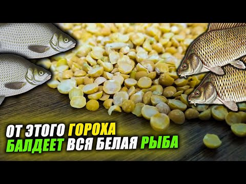 Видео: Как ПРАВИЛЬНО приготовить ГОРОХ ДЛЯ РЫБАЛКИ? Всё, что нужно знать про ПРИКОРМОЧНЫЙ ГОРОХ для РЫБАЛКИ
