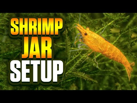 Видео: Как легко сделать банку для креветок - установка банки для креветок из желтой вишни по методу Вал...