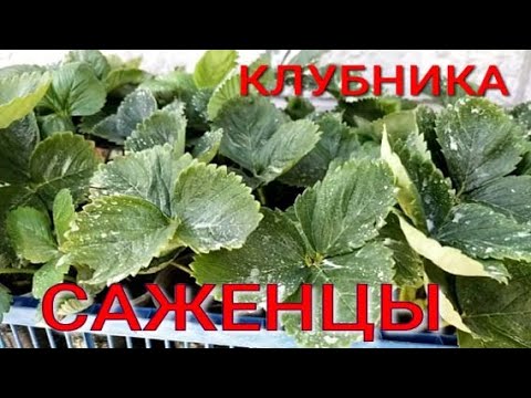 Видео: Отправляем рассаду клубники.  Обработка саженцев после высадки.