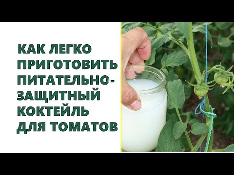 Видео: Как легко и просто приготовить питательно-защитный коктейль для помидоров