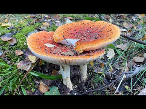 Видео: ВЛОГ 😂 ))) Грибники ))) Везём вещи в IVECO !)