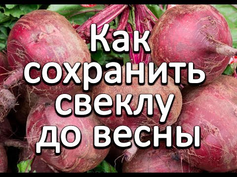 Видео: Как сохранить свеклу до весны.