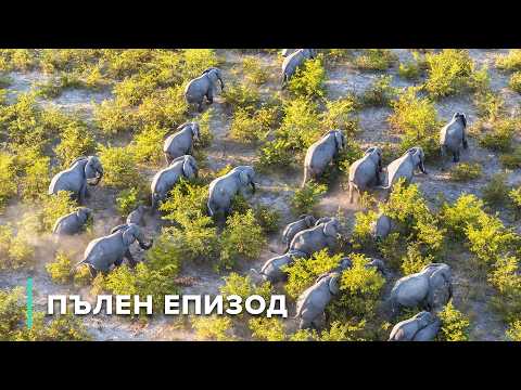 Видео: Дива Танзания: Слонове, вулкани и шимпанзета | Номадите на Серенгети 103+104+105