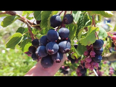 Видео: Анонс видео с дегустации урожая 2025! и смотрим Ущерб от нападения Коз и Лошадей!