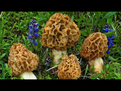 Видео: Все виды сморчков на одной поляне! Собираем и готовим весенние грибы. Тихая охота 2020