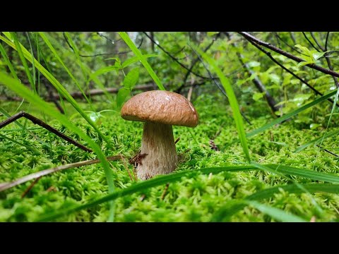 Видео: Грибы Шатурского леса. #грибы2023