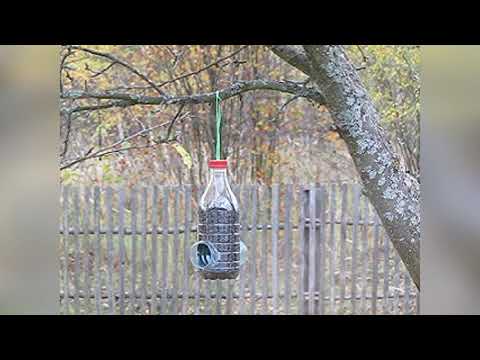 Видео: кормушка для синичек и не только😊🐦🍃