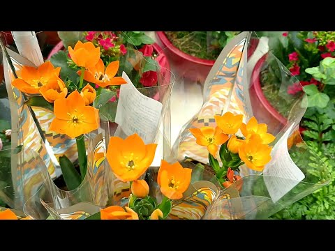 Видео: 🧡БАУЦЕНТР🪴ЦВЕТОЧНАЯ КРАСОТА🍃(Часть 2)