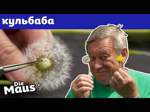 Видео: Перевтілення кульбаби у білий пустодуй | DieMaus | WDR