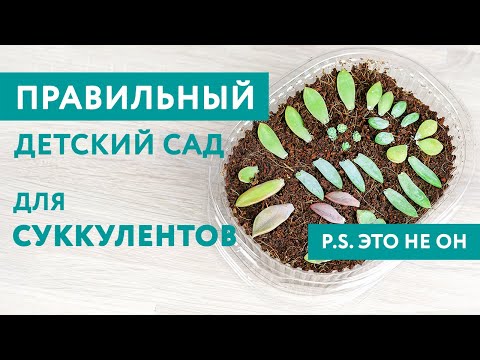 Видео: С отрыва листа до получения детки: как укоренить лист суккулента