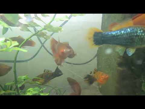 Видео: что из рыбок выбрать