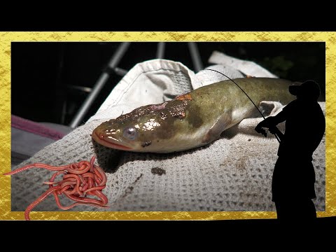 Видео: РЫБАЛКА + ТЕСТ КАМЕРЫ. Поймал угря. Рыбалка в Германии