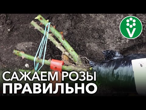 Видео: КАК ПОСАДИТЬ РОЗЫ ОСЕНЬЮ? Важные нюансы при осенней посадке роз