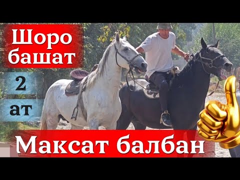 Видео: Максат Шоро-башат аттарын сатууга койду