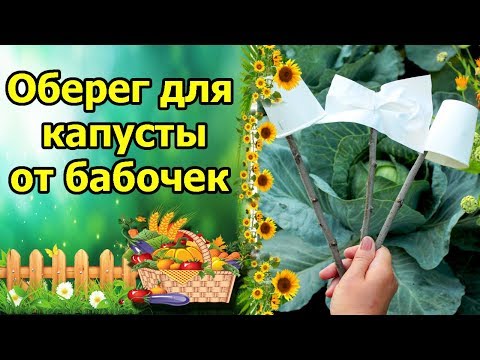 Видео: ОБЕРЕГ ДЛЯ КАПУСТЫ – ВСЕ БАБОЧКИ БУДУТ В ШОКЕ! ЗАЩИТА КАПУСТЫ ОТ БАБОЧЕК БЕЛЯНОК (КАПУСТНИЦ)!
