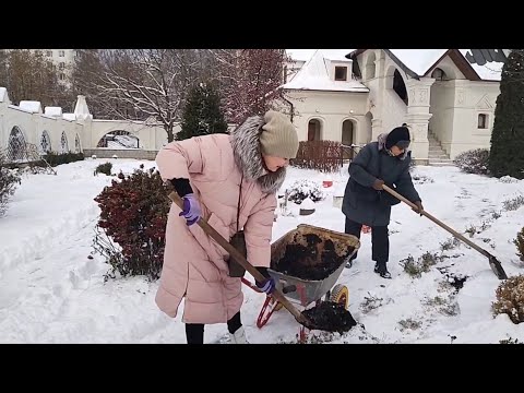 Видео: Опыт посадка луковиц тюльпанов в снег...