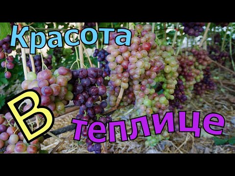 Видео: Виноград в теплице .  Обзор всех форм винограда.