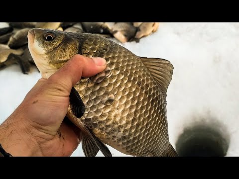 Видео: Нашёл ЛУНКУ с КАРАСЯМИ!! И давай ловить... Зимняя РЫБАЛКА на КАРАСЯ!!