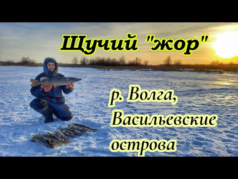 Видео: ЛОВЛЯ ЩУКИ НА ВОЛГЕ / ВАСИЛЬЕВСКИЕ ОСТРОВА, САМАРА / РЫБАЛКА НА ЖЕРЛИЦЫ/ЩУКА НА ЖИВЦА/ЗИМНЯЯ РЫБАЛКА