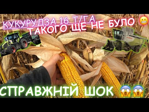 Видео: Рекордний врожай кукурудзи‼️ 💪💪